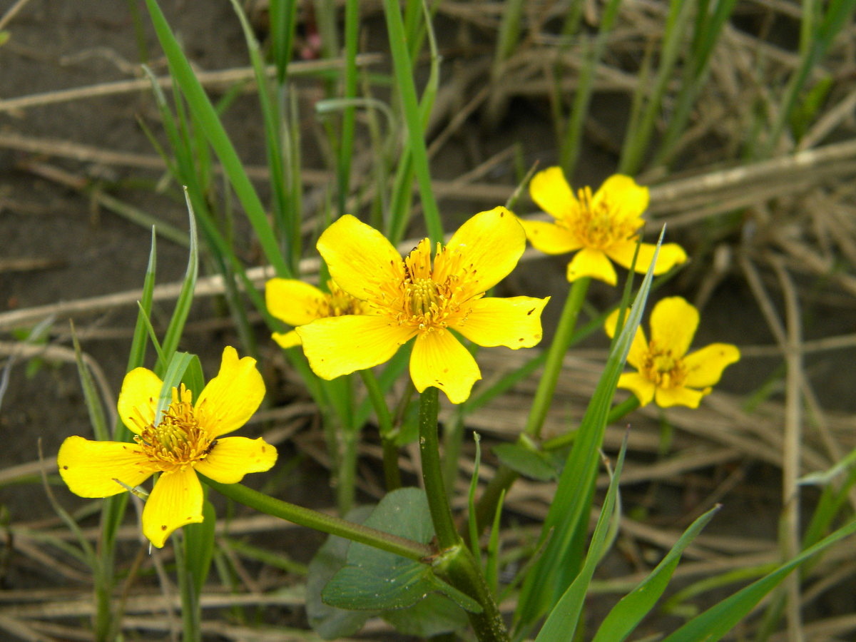 Изображение особи Caltha palustris.