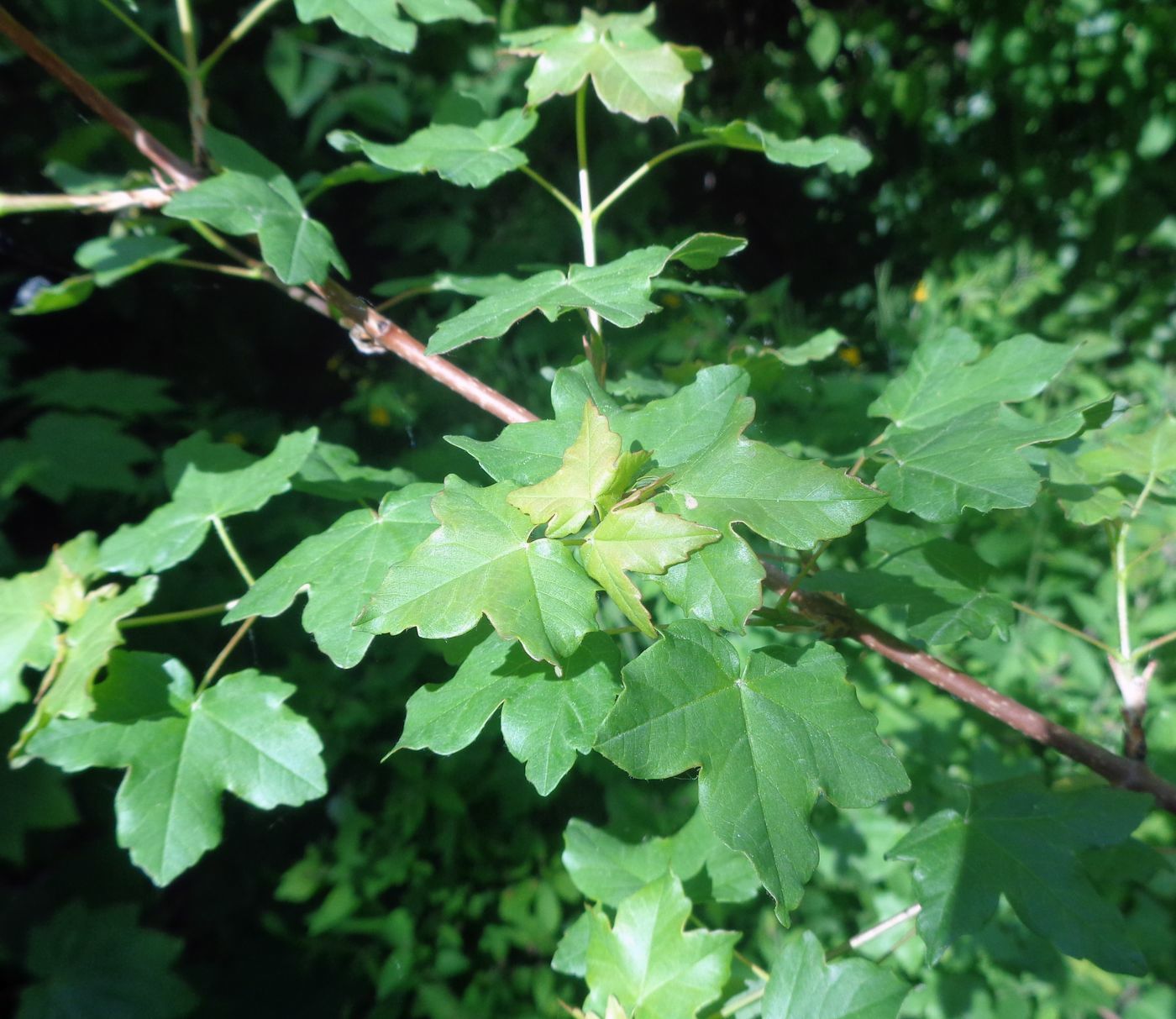 Image of Acer monspessulanum specimen.
