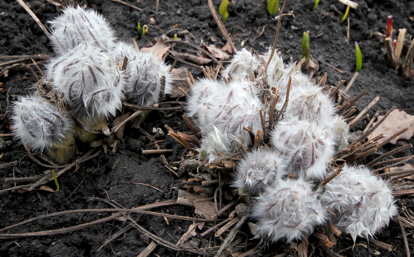 Image of Pulsatilla taurica specimen.