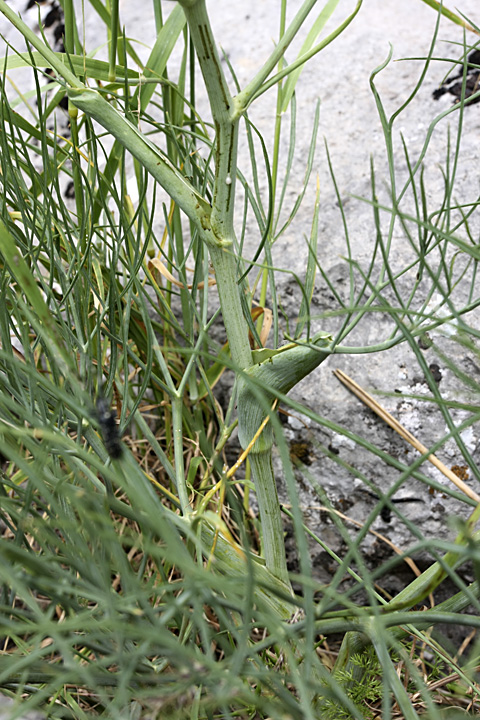 Изображение особи Ferula leucographa.