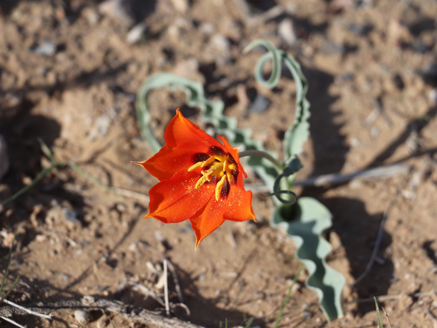 Изображение особи Tulipa lehmanniana.