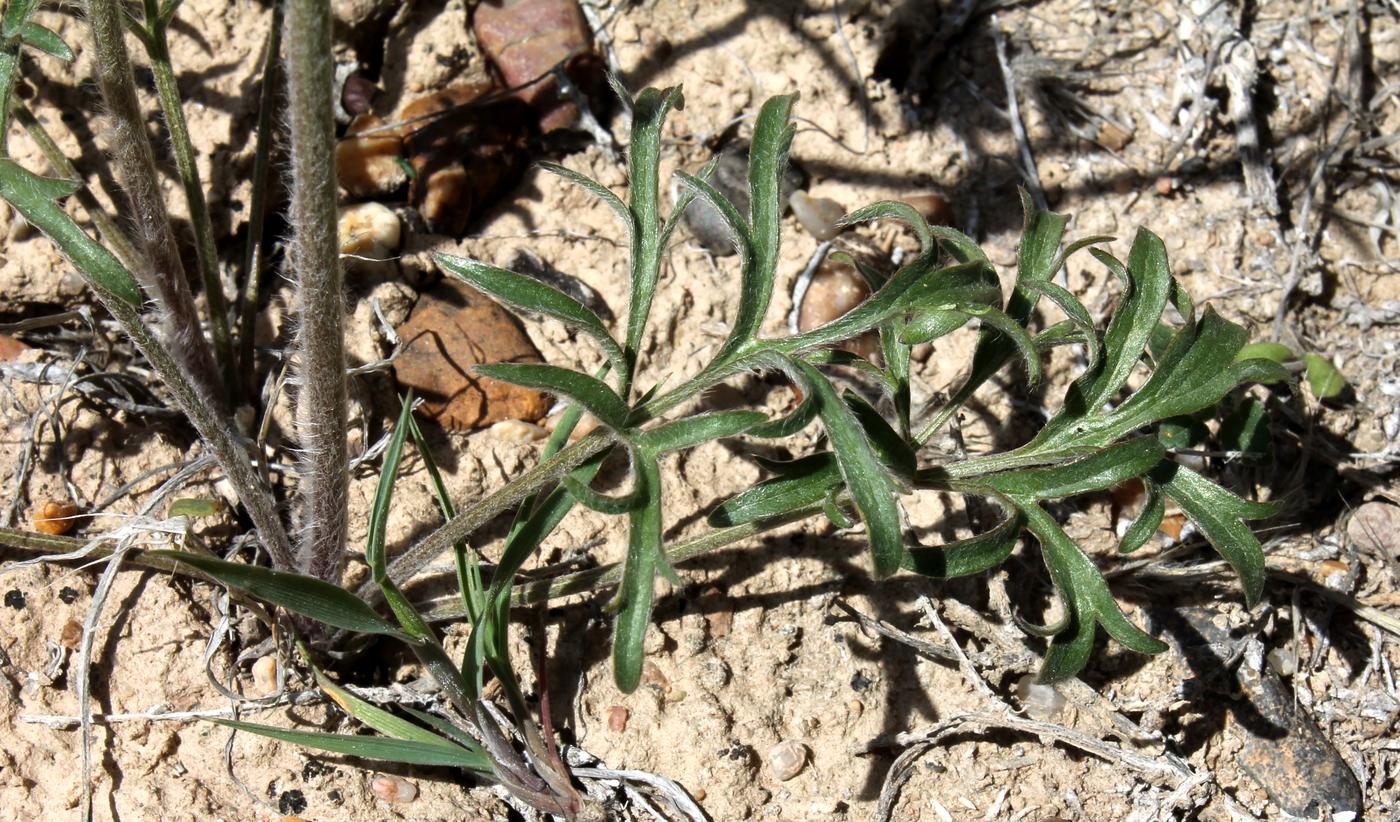Изображение особи Ranunculus platyspermus.