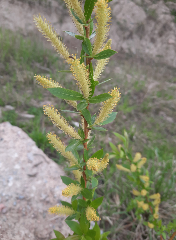 Image of Salix triandra specimen.