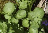 Cardamine raphanifolia