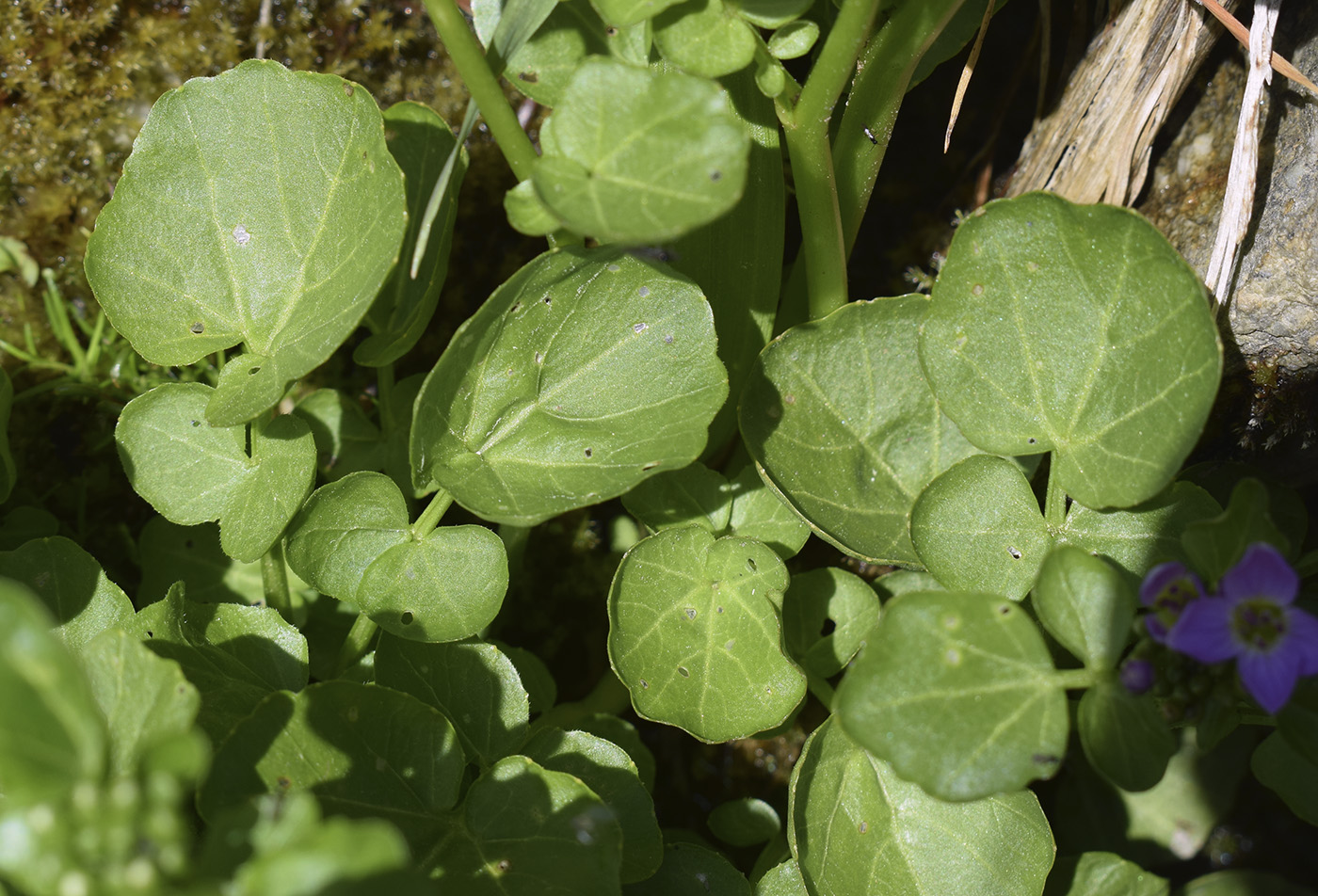 Image of Cardamine raphanifolia specimen.