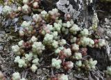 Sedum brevifolium