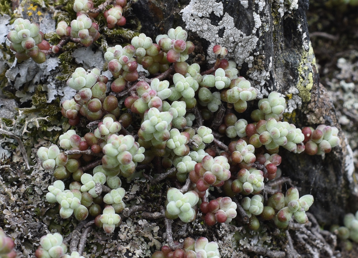 Image of Sedum brevifolium specimen.