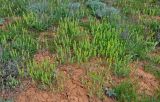 Alyssum turkestanicum разновидность desertorum. Цветущие и плодоносящие растения. Калмыкия, Яшкульский р-н, окр. пос. Утта, степь, участок с разреженной растительностью. 18.04.2021.