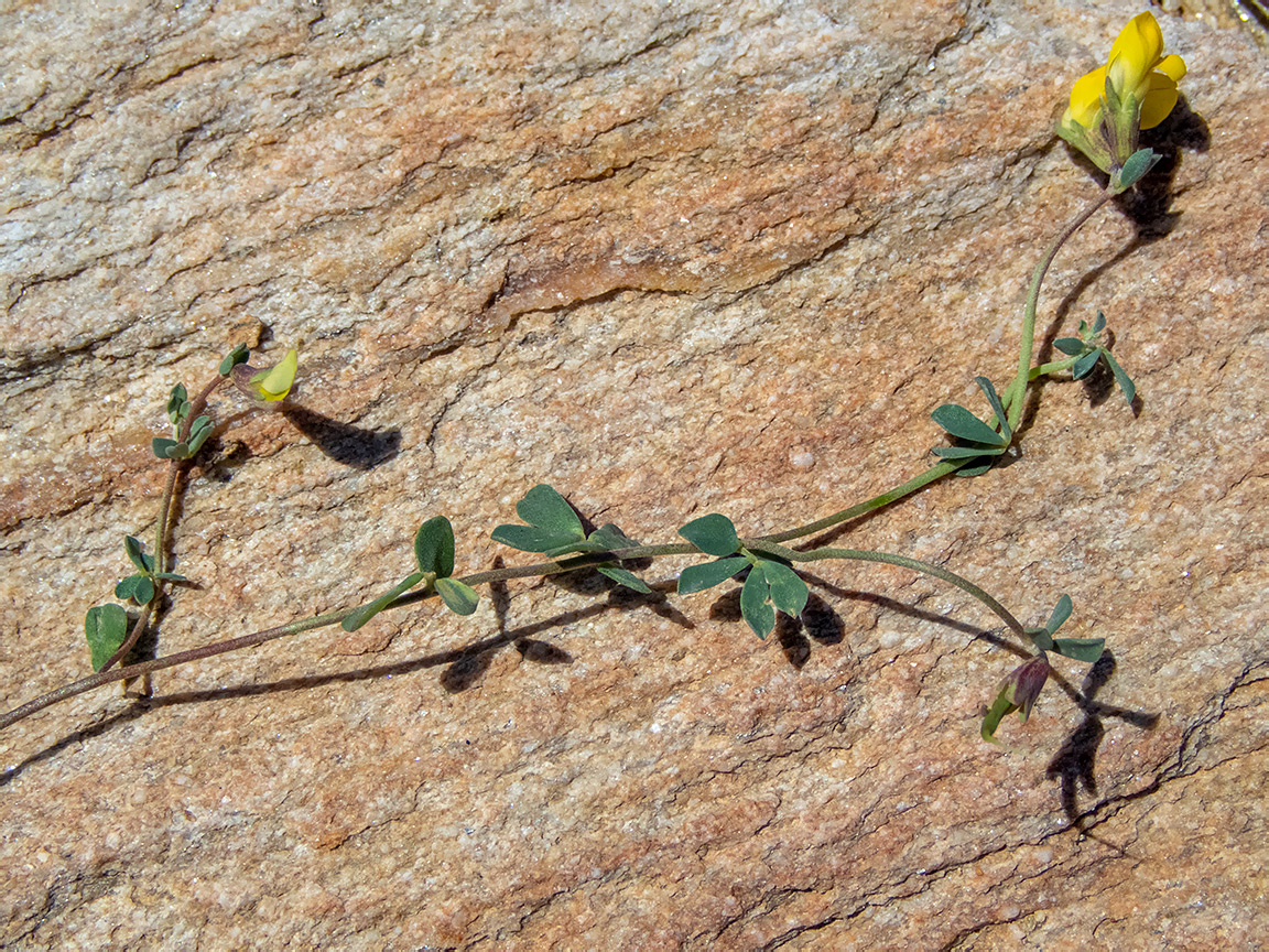 Image of Lotus halophilus specimen.