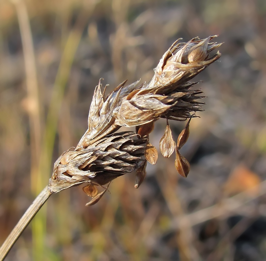 Image of Carex leporina specimen.