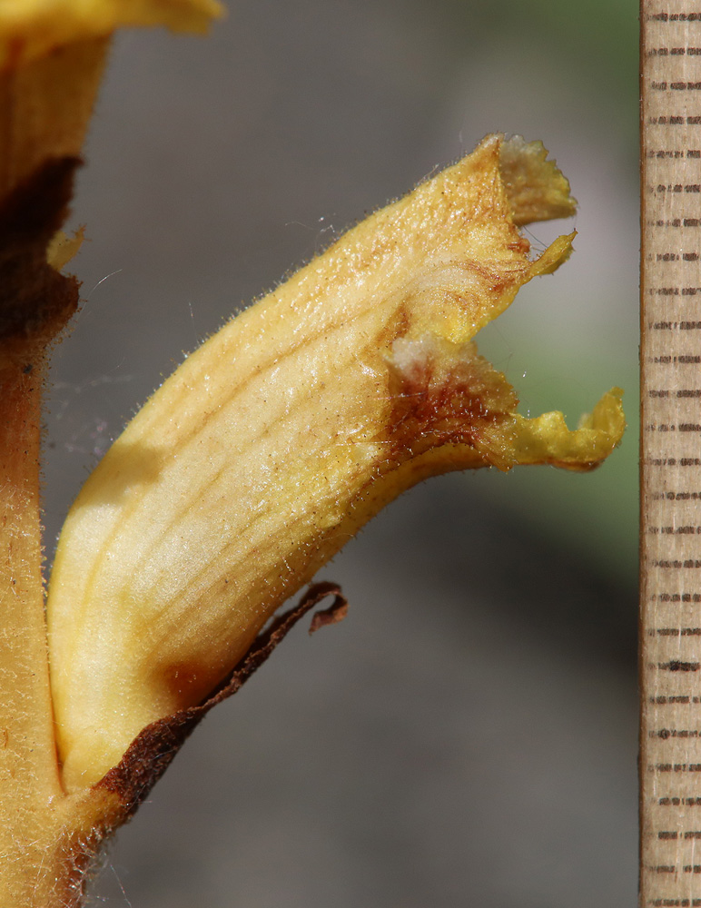 Image of Orobanche alba ssp. xanthostigma specimen.