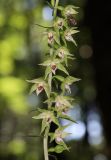 Epipactis muelleri