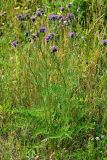 Centaurea scabiosa. Цветущие растения. Санкт-Петербург, Красносельский р-н, окр. ж.-д. ст. «Дудергоф», луговина между Дудергофским озером и ж.-д. полотном. 14.07.2021.