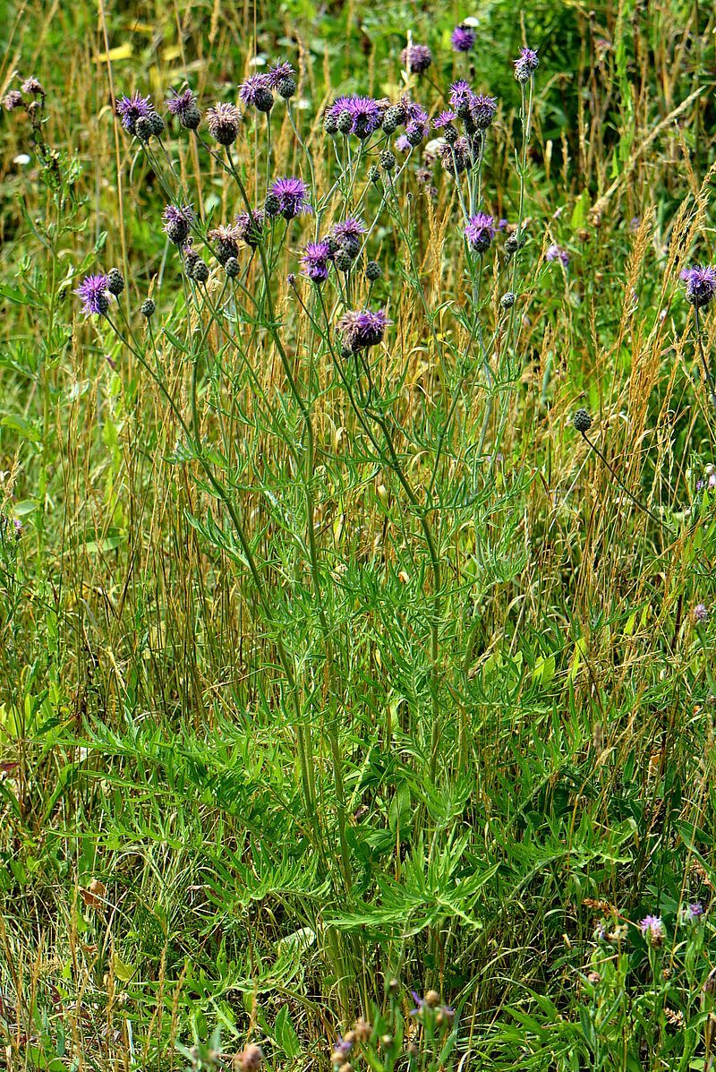 Изображение особи Centaurea scabiosa.