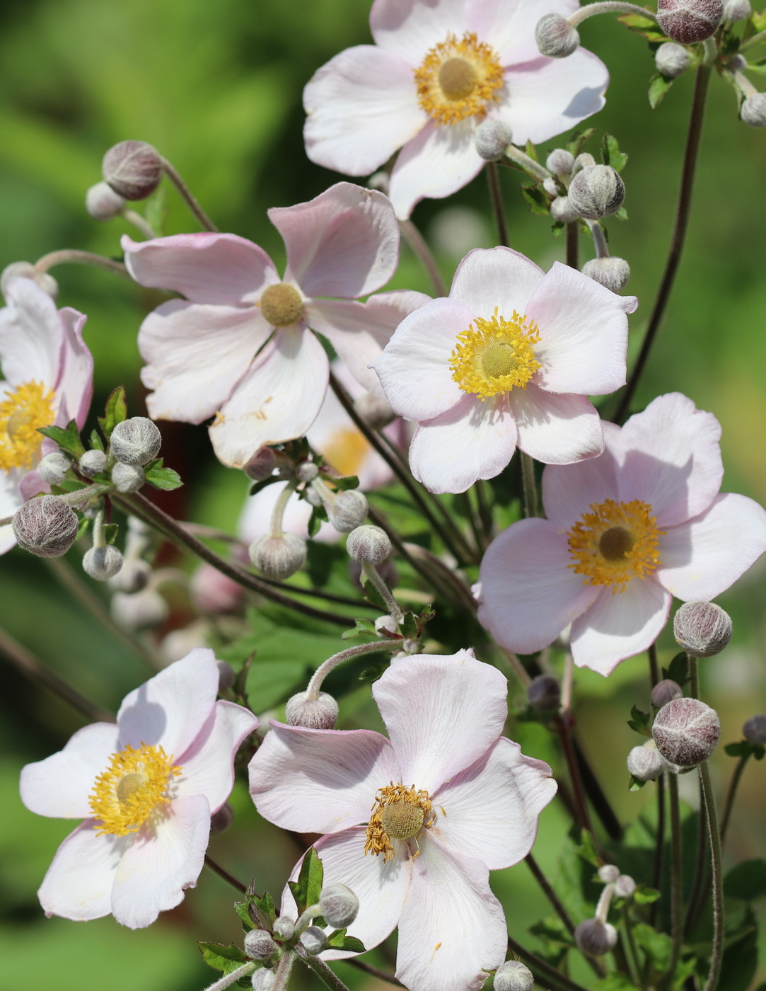 Изображение особи Anemone hupehensis.