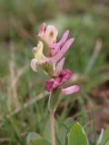 Corydalis ledebouriana