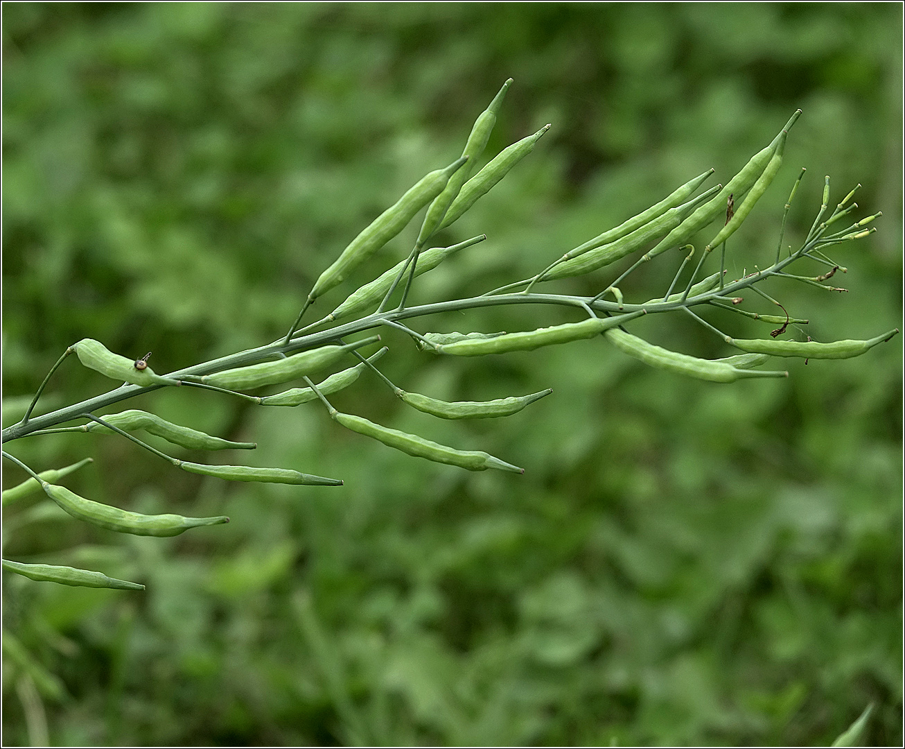 Image of Brassica rapa var. chinensis specimen.