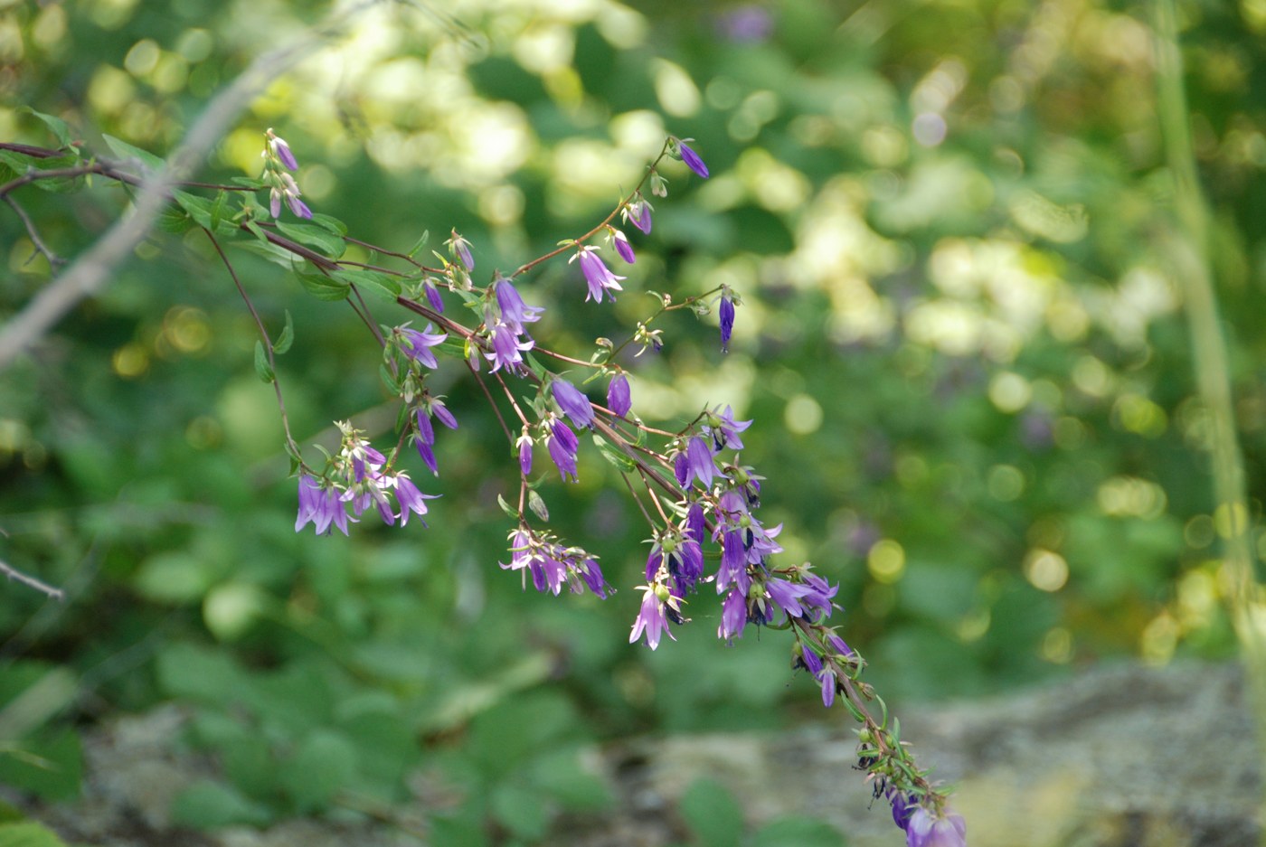 Image of Campanula sibirica specimen.