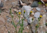 Senecio viscosus. Верхушки веточек с соцветиями. Приморье, окр. г. Находка, окр. пос. Ливадия, бухта Средняя, каменистый пляж. 04.08.2021.