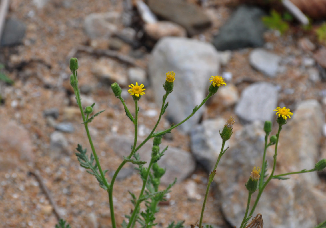 Изображение особи Senecio viscosus.