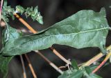 Atriplex tatarica. Лист и побеги с соплодиями. Новосибирск. 22.10.2010.