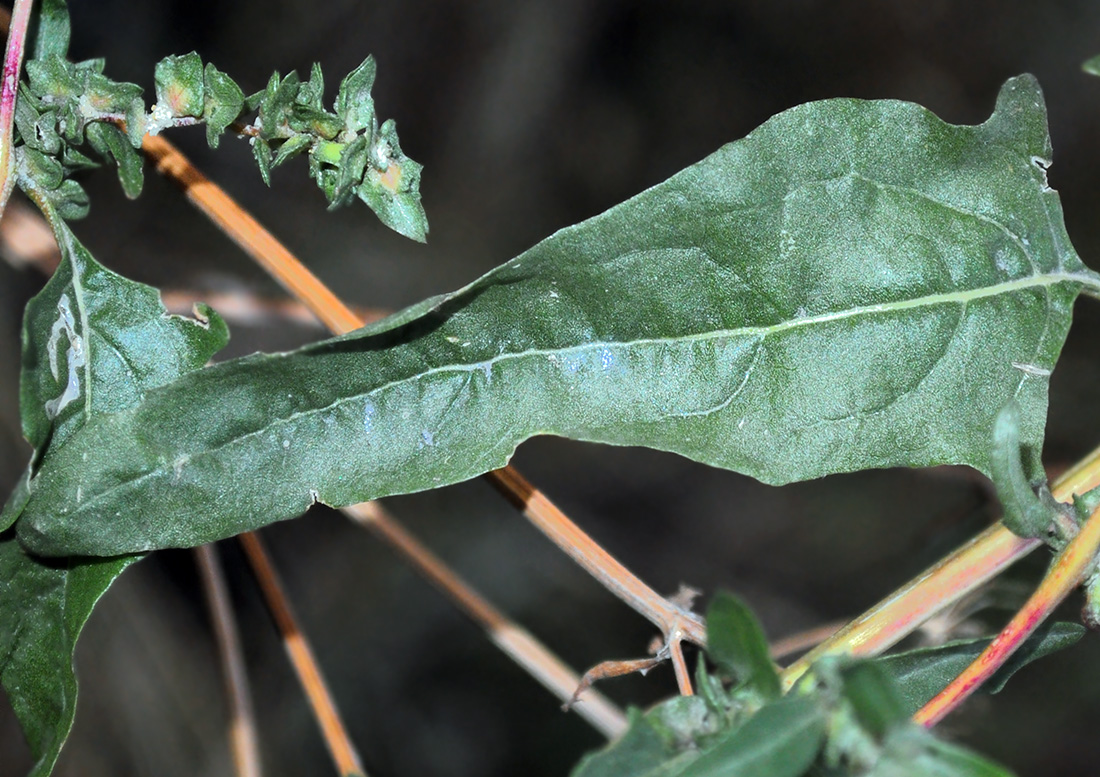 Изображение особи Atriplex tatarica.