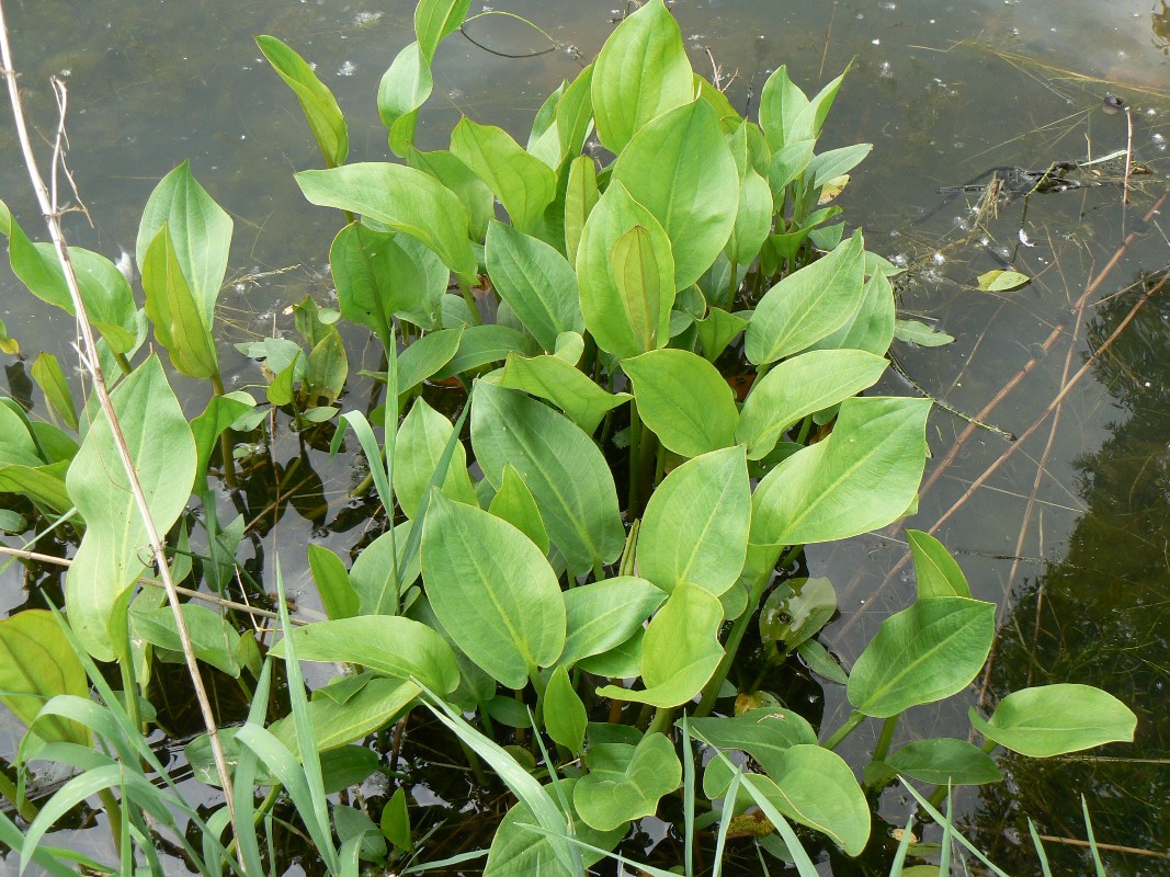 Image of Alisma orientale specimen.