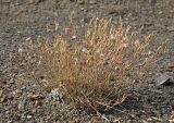 Dianthus humilis. Плодоносящее и цветущее растение. Республика Крым, Алуштинский р-н, окр. с. Малореченское, обнажённый щебнистый склон. 01.09.2021.