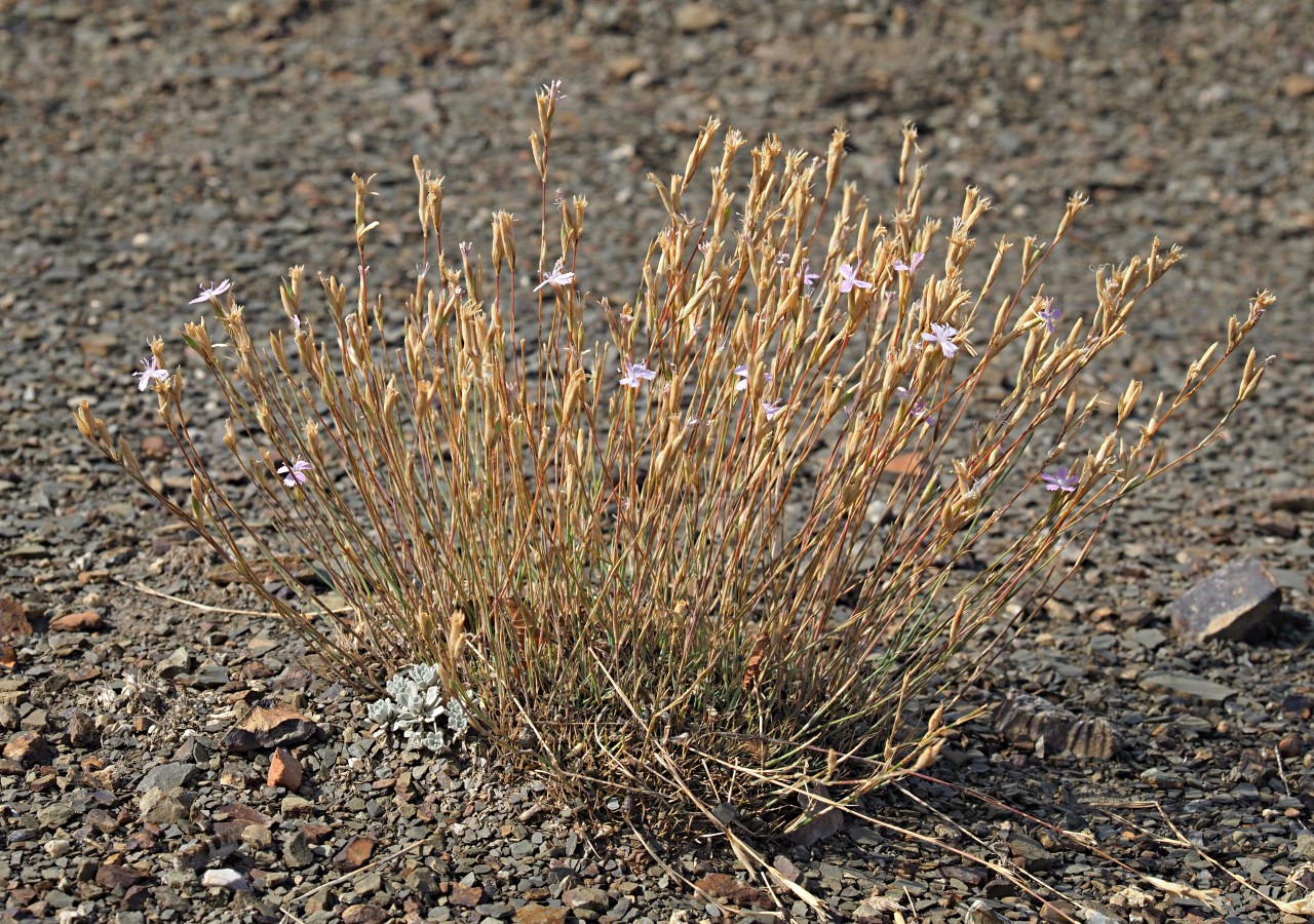Image of Dianthus humilis specimen.