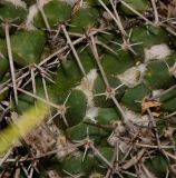 Mammillaria compressa