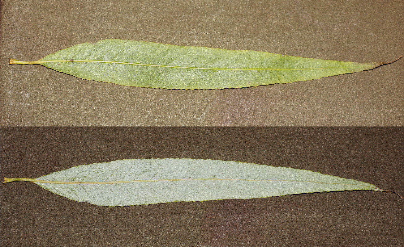 Image of Salix babylonica specimen.