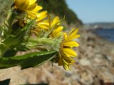 Senecio pseudoarnica. Соцветия. Магаданская обл., окр. г. Магадан, побережье бухты Нагаева, приморский каменистый склон. 14.07.2011.
