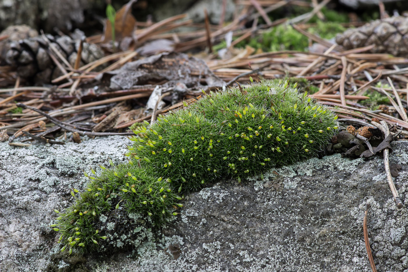 Изображение особи Grimmia longirostris.