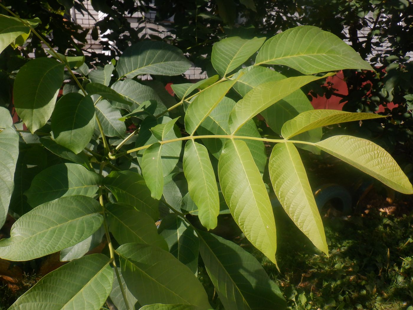 Image of Juglans regia specimen.