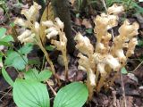 Hypopitys monotropa. Цветущие растения. Хабаровский край, г. Комсомольск-на-Амуре, памятник природы Кедрово-тисовая роща. 06.08.2020.