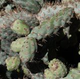 Cylindropuntia cholla