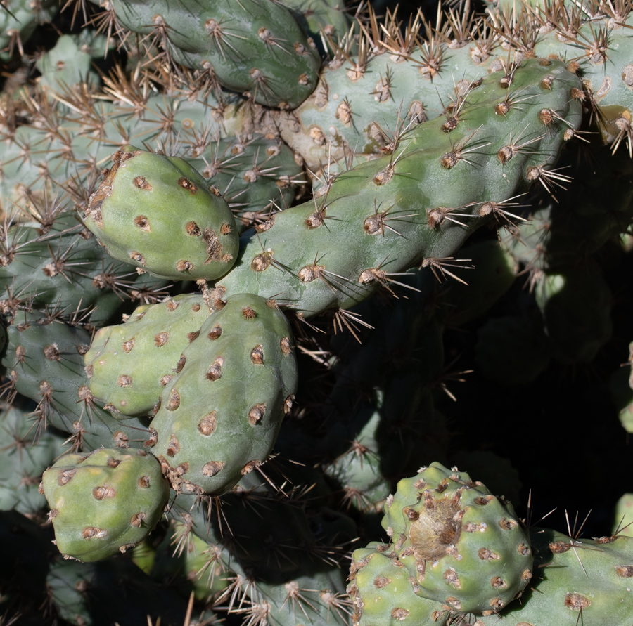 Image of Cylindropuntia cholla specimen.