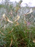 Astragalus ucrainicus