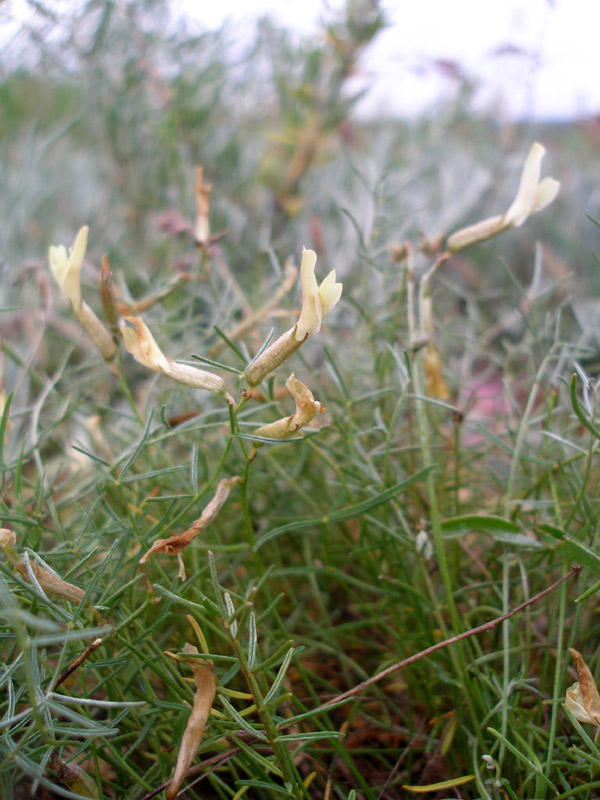 Изображение особи Astragalus ucrainicus.