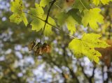 Acer saccharum