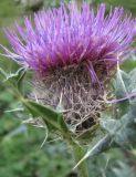 Cirsium balkharicum