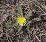 Image of taxon representative. Author is Игорь Павлов