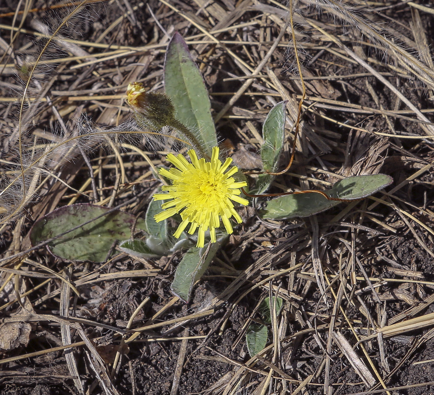 Изображение особи Pilosella officinarum.