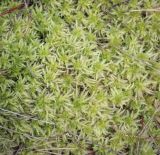 Sphagnum squarrosum