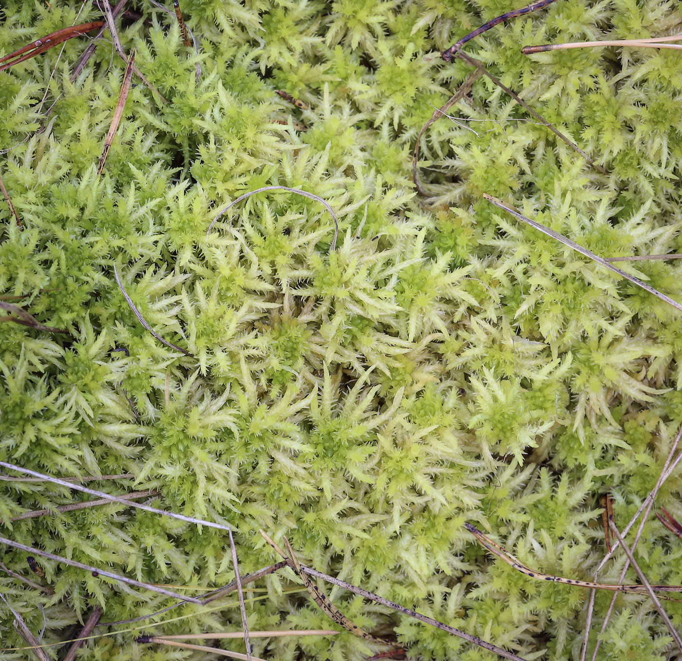 Изображение особи Sphagnum squarrosum.