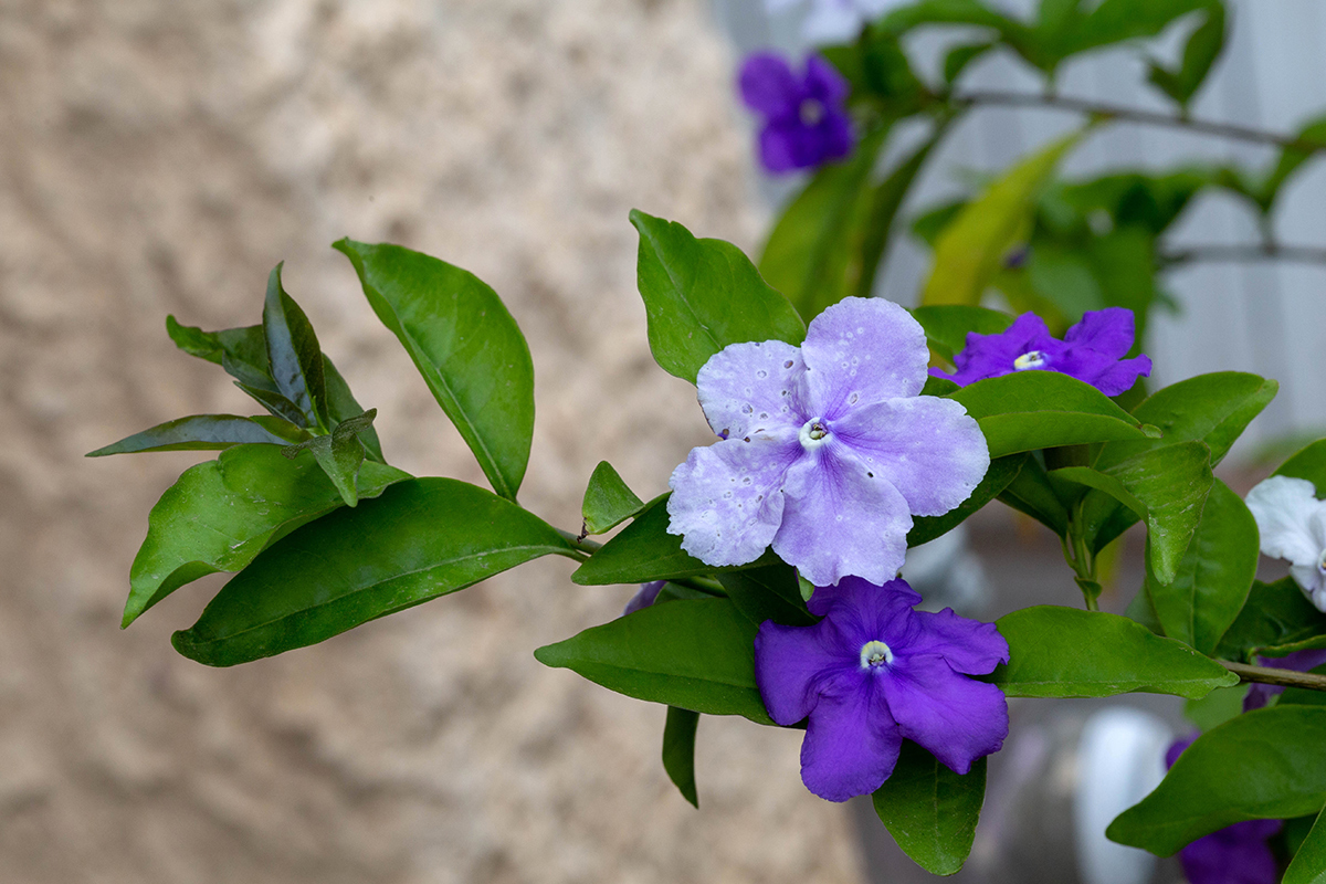 Image of Brunfelsia pauciflora specimen.