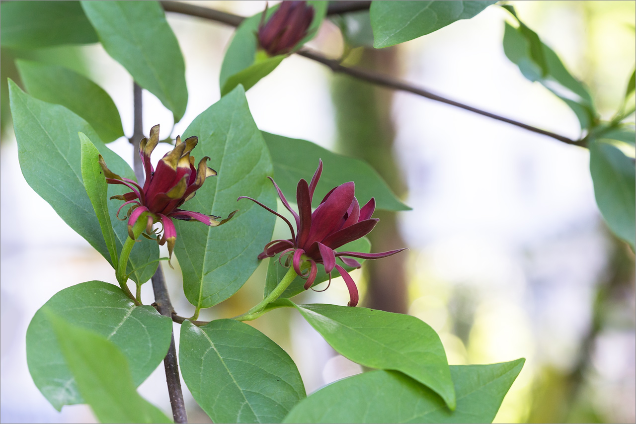 Image of Calycanthus floridus specimen.