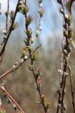 Salix rosmarinifolia