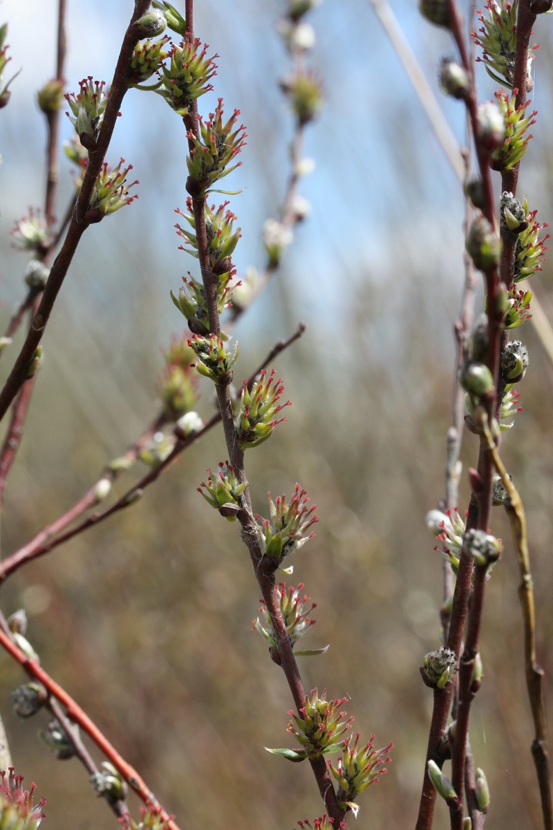 Image of Salix rosmarinifolia specimen.