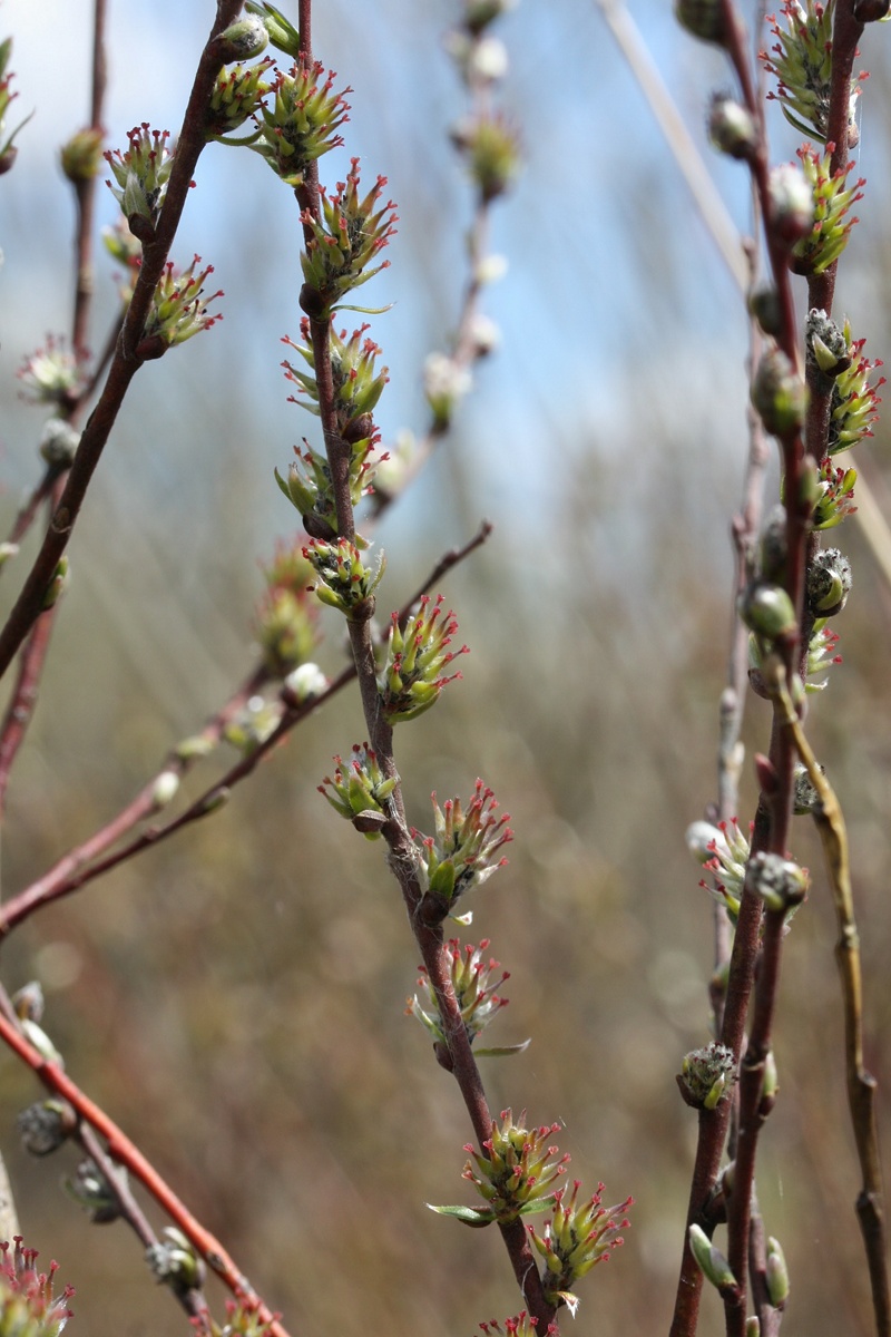 Изображение особи Salix rosmarinifolia.